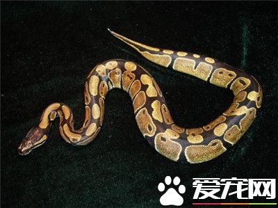如何飼養球蟒 攝食行為結束後2小時要給水