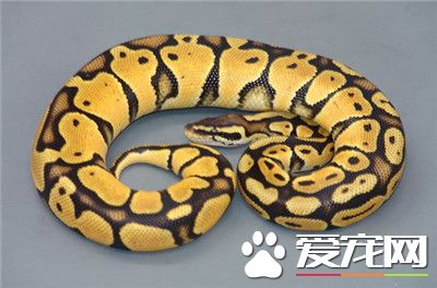 如何飼養球蟒 攝食行為結束後2小時要給水
