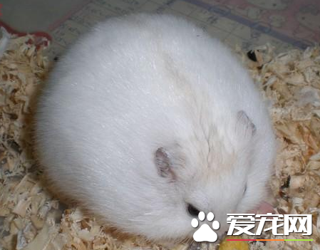 布丁倉鼠飼養 布丁倉鼠要喝涼的開水