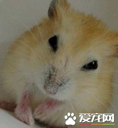 布丁倉鼠飼養 布丁倉鼠要喝涼的開水