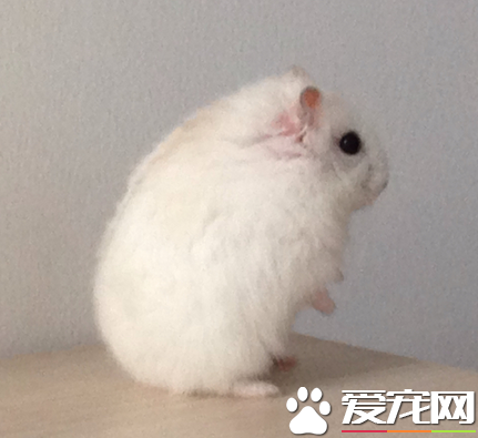 布丁倉鼠怎麼養 牙長得很快要定期更換磨牙石