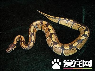 球蟒怎麼養 建議使用紙作為球蟒的墊料