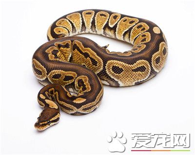 球蟒怎麼養 建議使用紙作為球蟒的墊料