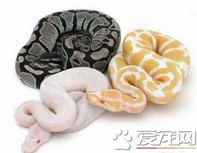 球蟒怎麼養 建議使用紙作為球蟒的墊料