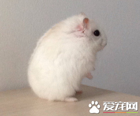奶茶倉鼠飼養注意事項 按時給倉鼠添加食物及水