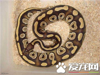 球蟒的飼養方法 球蟒最適宜的溫度在25到30度