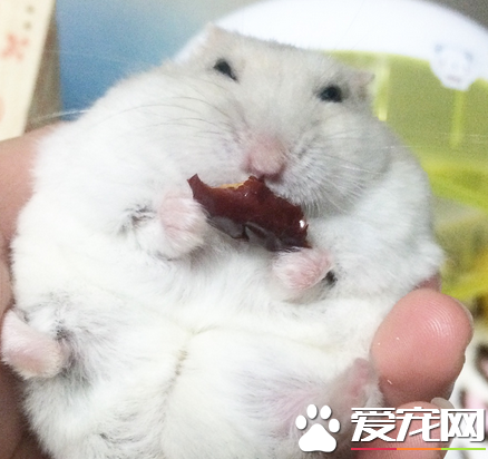 奶茶倉鼠飼養注意事項 按時給倉鼠添加食物及水