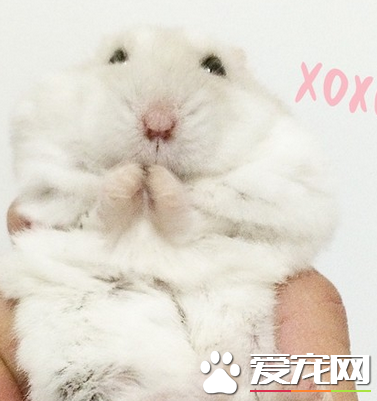 奶茶倉鼠飼養注意事項 按時給倉鼠添加食物及水