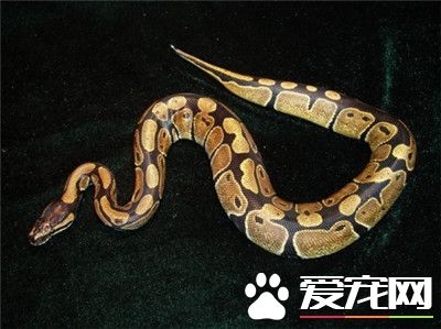 球蟒的飼養方法 球蟒最適宜的溫度在25到30度