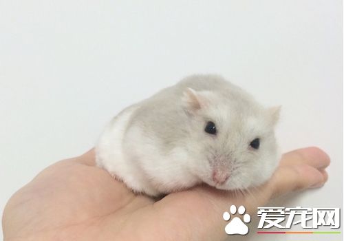 三線倉鼠如何飼養 蔬果部分勿一次喂食太多