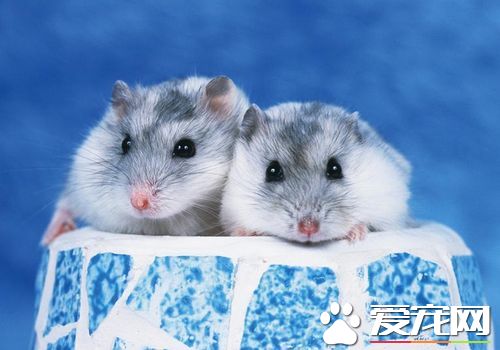三線倉鼠如何飼養 蔬果部分勿一次喂食太多