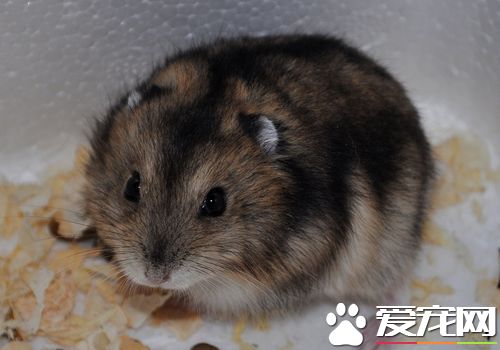 三線倉鼠如何飼養 蔬果部分勿一次喂食太多