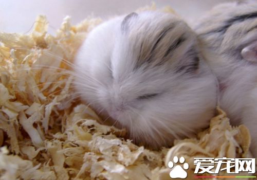 老婆婆倉鼠怎麼養 給它備一個光線比較暗的環境
