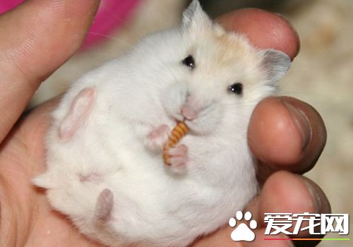 金狐倉鼠怎麼養 金狐倉鼠最適宜溫度20到28度