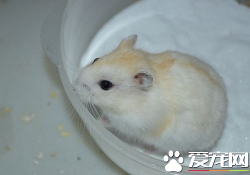 金狐倉鼠怎麼養 金狐倉鼠最適宜溫度20到28度