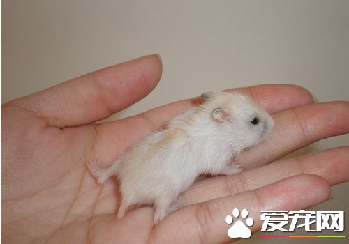金狐倉鼠怎麼養 金狐倉鼠最適宜溫度20到28度