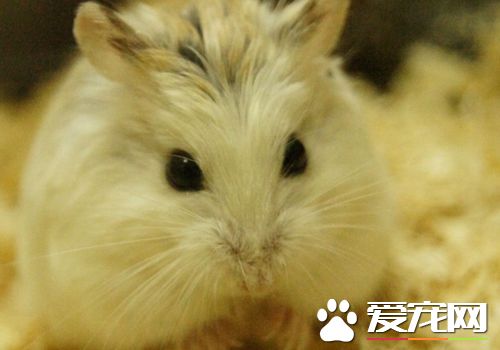 老婆婆倉鼠怎麼養 給它備一個光線比較暗的環境