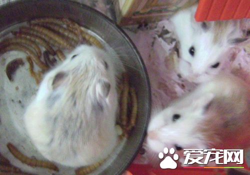 老婆婆倉鼠怎麼養 給它備一個光線比較暗的環境