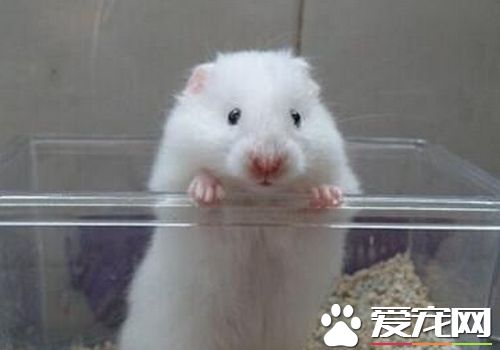 白熊倉鼠怎麼養 最適合的溫度約在27攝氏度
