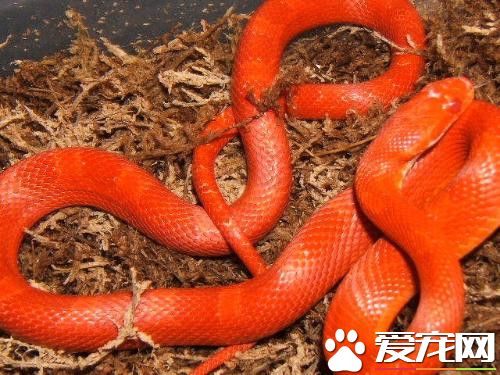 玉米蛇如何飼養 晚上溫度需要維持在19到23度