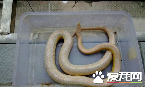 玉米蛇如何飼養 晚上溫度需要維持在19到23度