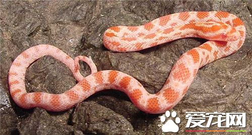 玉米蛇如何飼養 晚上溫度需要維持在19到23度