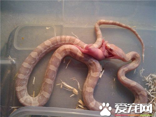 怎麼養玉米蛇 家庭飼養最好喂小白鼠