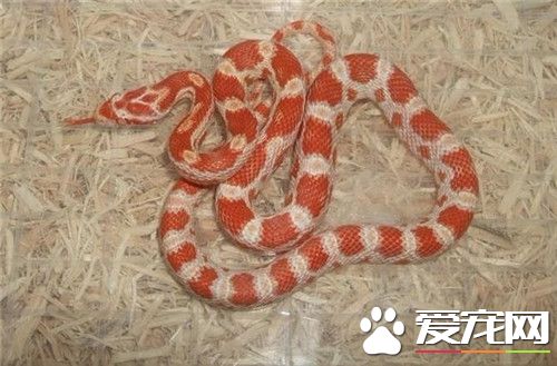 玉米蛇飼養注意事項 玉米蛇合適溫度是21到32度