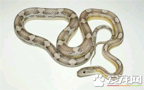 怎麼養玉米蛇 家庭飼養最好喂小白鼠