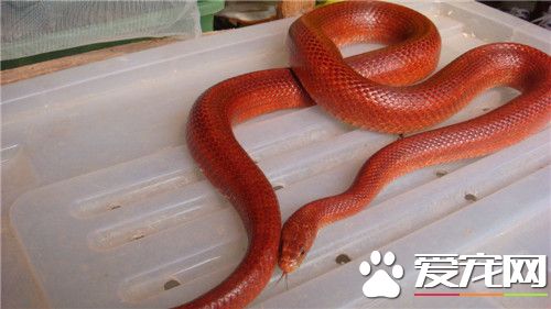 怎麼養玉米蛇 家庭飼養最好喂小白鼠