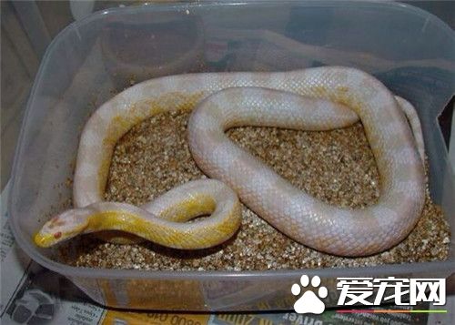 玉米蛇飼養注意事項 玉米蛇合適溫度是21到32度