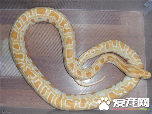 玉米蛇飼養注意事項 玉米蛇合適溫度是21到32度