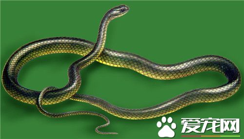 翠青蛇怎麼養 翠青蛇喜歡陰涼潮濕的環境