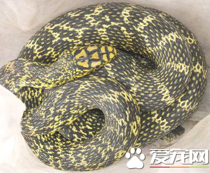 王錦蛇怎麼養 最適宜的飼養溫度為23到28度