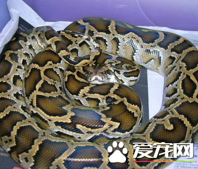 緬甸蟒怎麼養 適應攝食已死或冷藏再化凍的動物