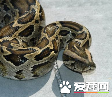 緬甸蟒怎麼養 適應攝食已死或冷藏再化凍的動物