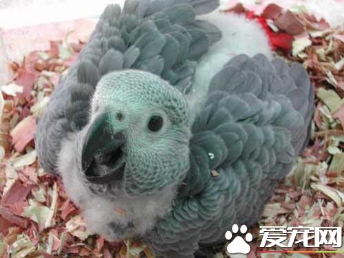 非洲灰鹦鹉怎麼養 成長過程必須補充維生素