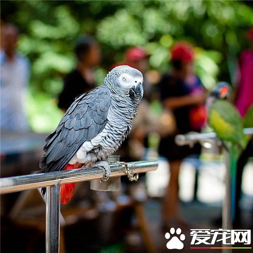 非洲灰鹦鹉怎麼養 成長過程必須補充維生素