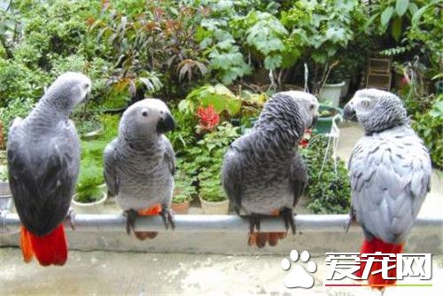 非洲灰鹦鹉怎麼養 成長過程必須補充維生素