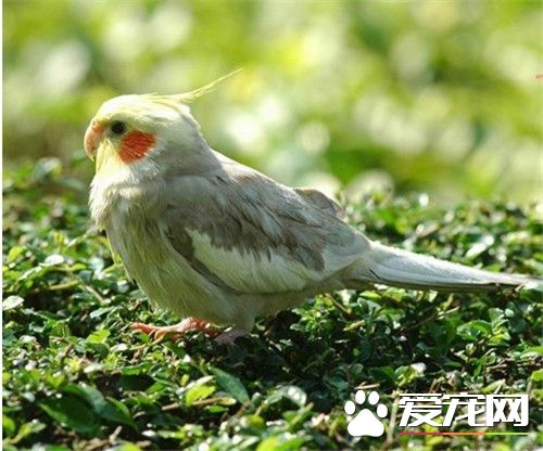 雞尾鹦鹉飼養 雞尾鹦鹉特別喜歡啃咬木質品