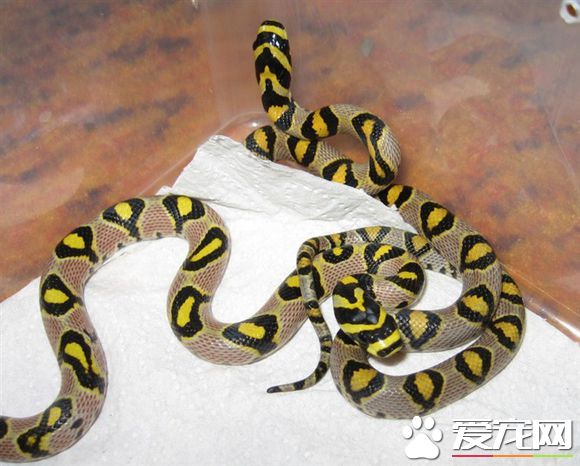 玉斑錦蛇飼養 受到驚嚇或粗暴對待可能會咬人