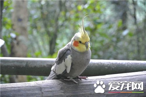 雞尾鹦鹉飼養 雞尾鹦鹉特別喜歡啃咬木質品