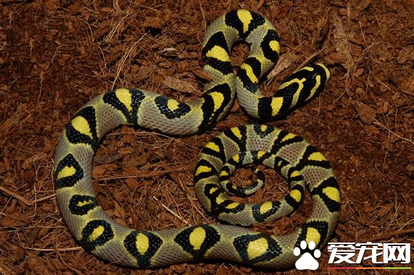 玉斑錦蛇飼養 受到驚嚇或粗暴對待可能會咬人