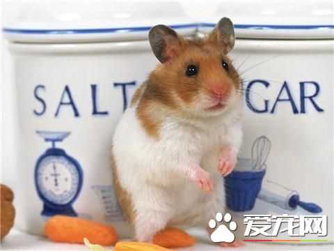 金絲熊的飼養方法 金絲熊絕對需要一籠一鼠飼養