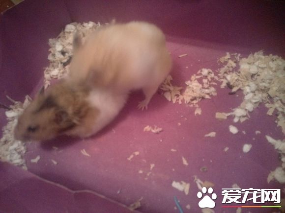 金絲熊的飼養方法 金絲熊絕對需要一籠一鼠飼養