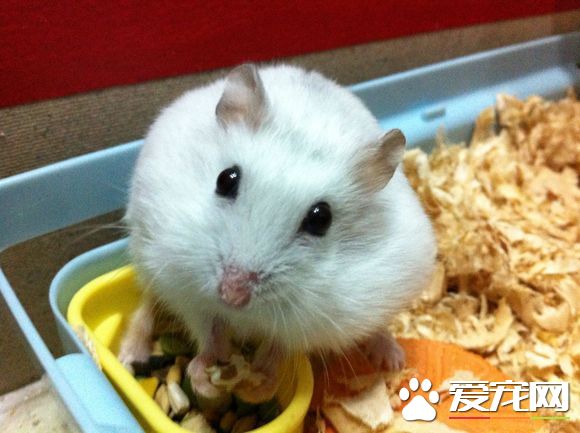 銀狐倉鼠飼養 夏季的時候室內空氣要保持流通