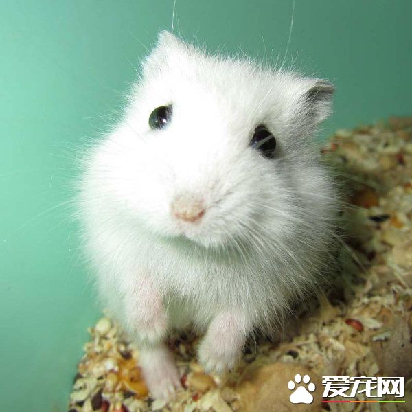 銀狐倉鼠飼養 夏季的時候室內空氣要保持流通