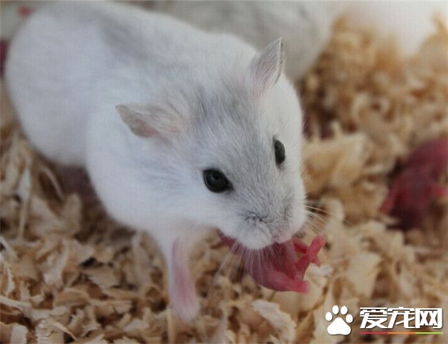 銀狐倉鼠飼養 夏季的時候室內空氣要保持流通