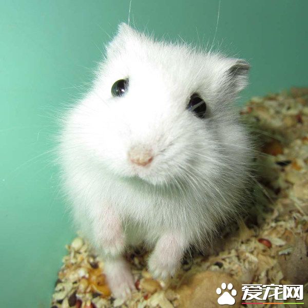 銀狐倉鼠喂什麼 禁止喂食人吃的食物給銀狐倉鼠