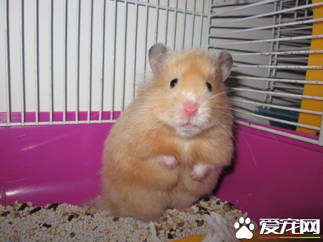 西施熊怎麼養 籠子門上要記得用鐵絲關住